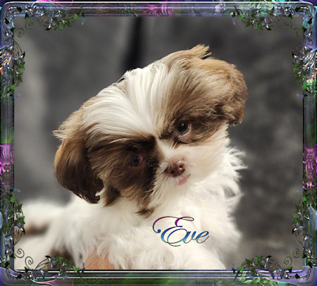 Tiny little female chinese imperial shih tzu puppies for sale teacup